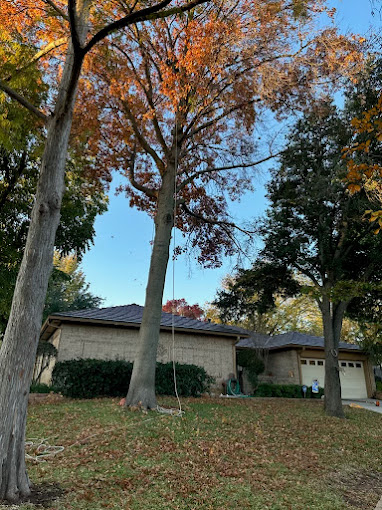 Mercer Tree Service - Business Photo Gallery Image