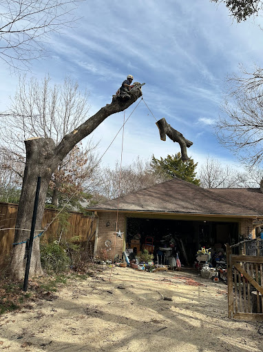 Mercer Tree Service - Business Photo Gallery Image