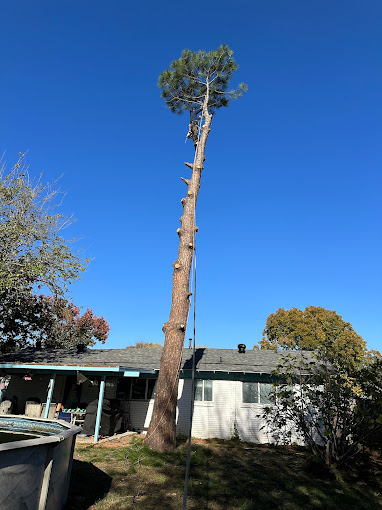 Mercer Tree Service - Business Photo Gallery Image