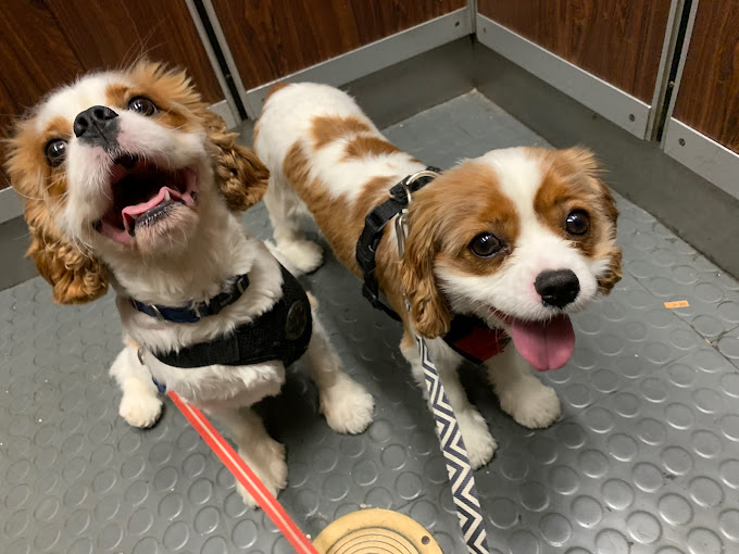 Benterprise Dog Walking LLC - Business Photo Gallery Image