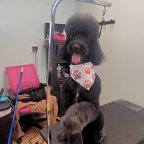 Kenzie's K9 Design - Business Photo Gallery Image