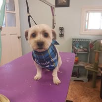Kenzie's K9 Design - Business Photo Gallery Image