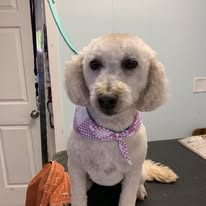 Kenzie's K9 Design - Business Photo Gallery Image