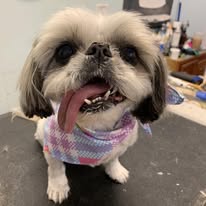 Kenzie's K9 Design - Business Photo Gallery Image