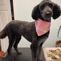 Kenzie's K9 Design - Business Photo Gallery Image