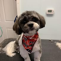 Kenzie's K9 Design - Business Photo Gallery Image