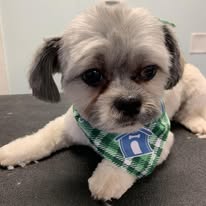 Kenzie's K9 Design - Business Photo Gallery Image