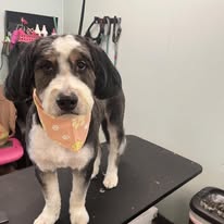 Kenzie's K9 Design - Business Photo Gallery Image