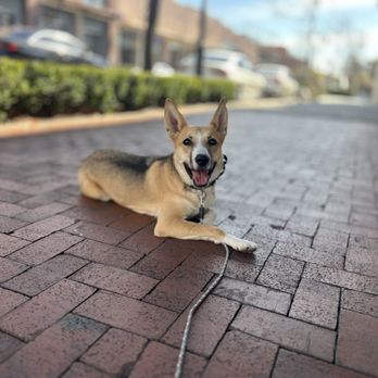 FurLife K9 Training - Business Photo Gallery Image