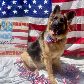 FurLife K9 Training - Business Photo Gallery Image