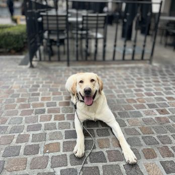 FurLife K9 Training - Business Photo Gallery Image
