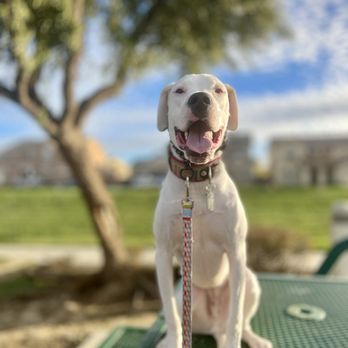FurLife K9 Training - Business Photo Gallery Image