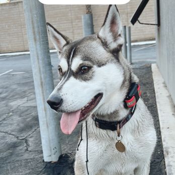 FurLife K9 Training - Business Photo Gallery Image