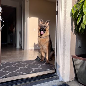 FurLife K9 Training - Business Photo Gallery Image