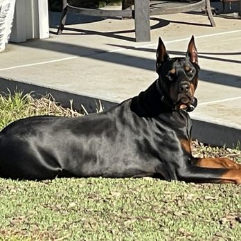 FurLife K9 Training - Business Photo Gallery Image
