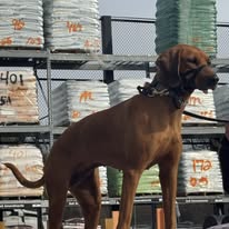 Ruff Puppy Boarding & Training - Business Photo Gallery Image