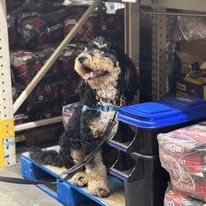 Ruff Puppy Boarding & Training - Business Photo Gallery Image