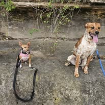 Ruff Puppy Boarding & Training - Business Photo Gallery Image