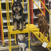 Ruff Puppy Boarding & Training - Business Photo Gallery Image