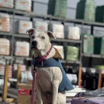 Ruff Puppy Boarding & Training - Business Photo Gallery Image
