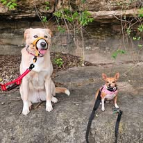 Ruff Puppy Boarding & Training - Business Photo Gallery Image