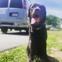 Follow My Lead Dog Training - Business Photo Gallery Image