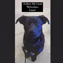 Follow My Lead Dog Training - Business Photo Gallery Image