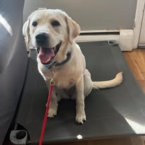 Follow My Lead Dog Training - Business Photo Gallery Image