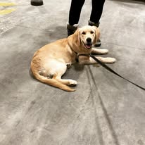 Follow My Lead Dog Training - Business Photo Gallery Image