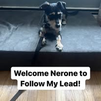 Follow My Lead Dog Training - Business Photo Gallery Image