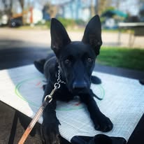 Follow My Lead Dog Training - Business Photo Gallery Image