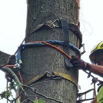 999-TREE - Business Photo Gallery Image