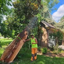 999-TREE - Business Photo Gallery Image