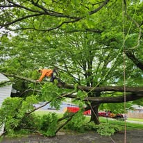 999-TREE - Business Photo Gallery Image