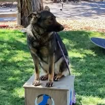 Dog Training Elite Mid Oregon - Business Photo Gallery Image