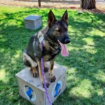Dog Training Elite Mid Oregon - Business Photo Gallery Image