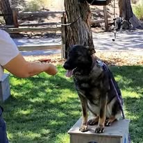 Dog Training Elite Mid Oregon - Business Photo Gallery Image