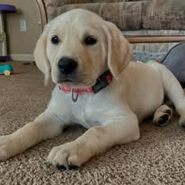 Dog Training Elite Mid Oregon - Business Photo Gallery Image