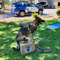 Dog Training Elite Mid Oregon - Business Photo Gallery Image