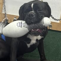 Dog Training Elite Mid Oregon - Business Photo Gallery Image