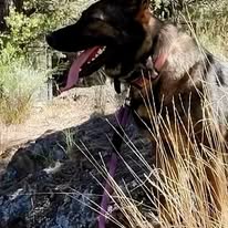 Dog Training Elite Mid Oregon - Business Photo Gallery Image