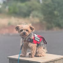 Dog Training Elite Mid Oregon - Business Photo Gallery Image