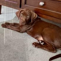 Dog Training Elite Mid Oregon - Business Photo Gallery Image