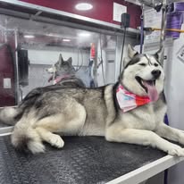Fur Sure Grooming - Business Photo Gallery Image