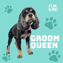Fur Sure Grooming - Business Photo Gallery Image