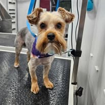 Fur Sure Grooming - Business Photo Gallery Image