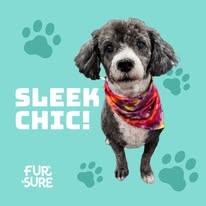 Fur Sure Grooming - Business Photo Gallery Image