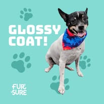 Fur Sure Grooming - Business Photo Gallery Image