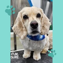 Fur Sure Grooming - Business Photo Gallery Image