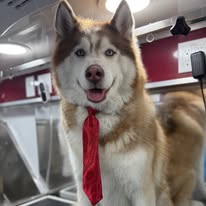 Fur Sure Grooming - Business Photo Gallery Image